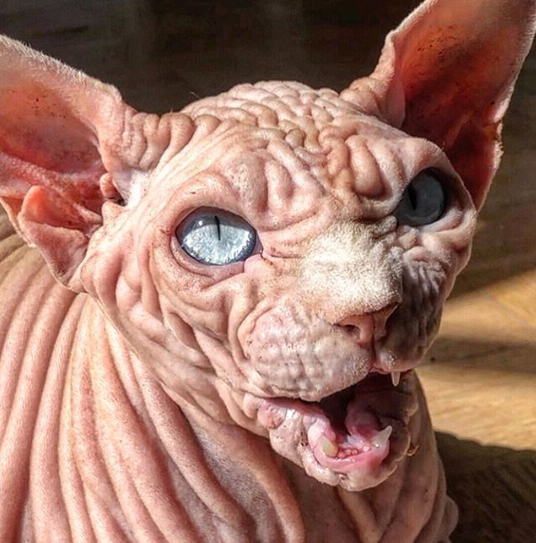 虽然被称为世界上最恐怖的猫但该猫咪性情乖巧让人喜爱