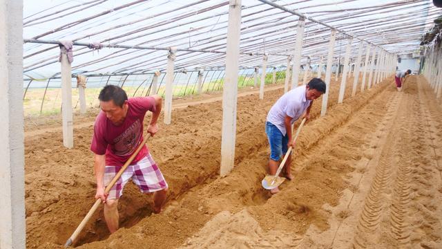 病虫害|种菜年年闷棚，怎样做才有效果？农户做好4点，病虫害都少了
