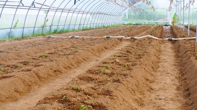 病虫害|种菜年年闷棚，怎样做才有效果？农户做好4点，病虫害都少了