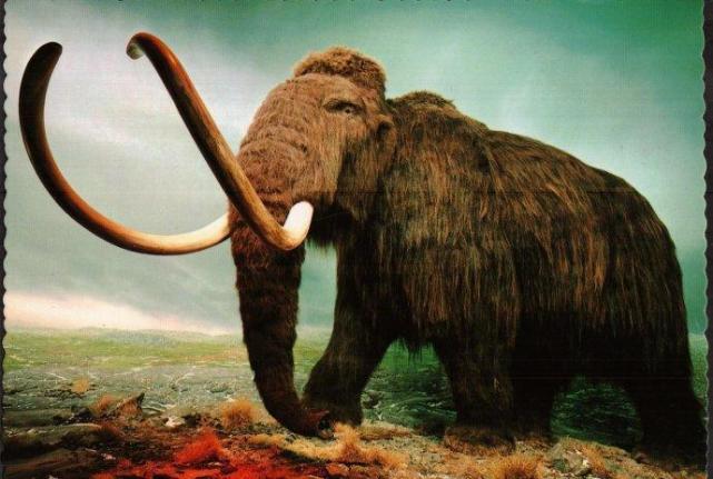 冰河时代末期从地球上消失的猛犸象,到底为何被灭绝?