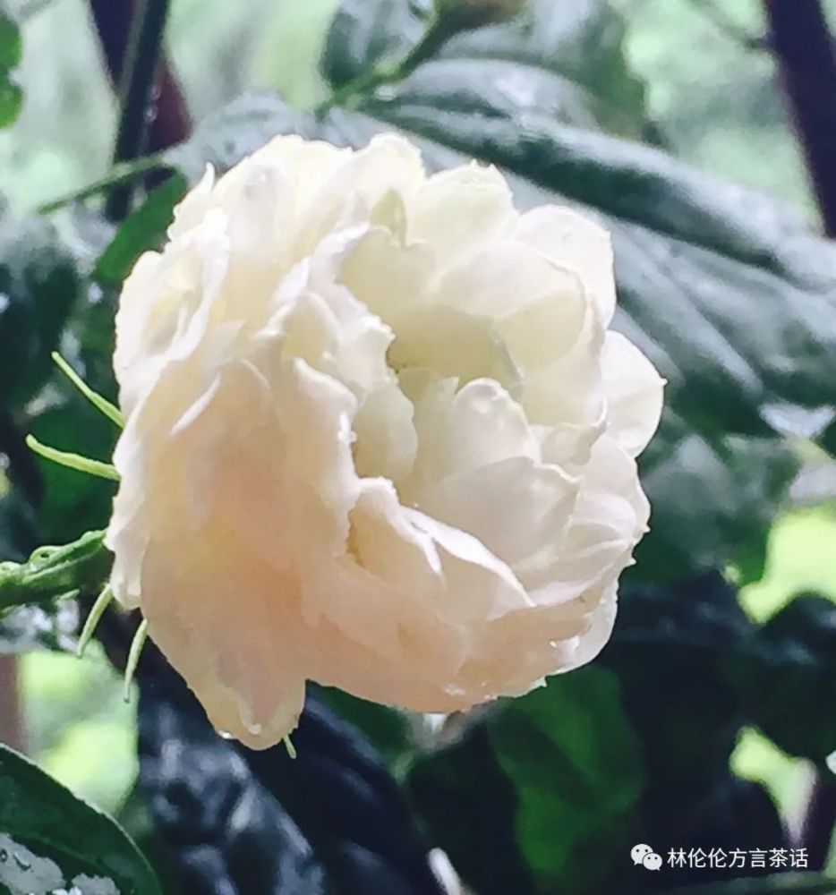 诗经|潮汕人一开口，说的就是《诗经》