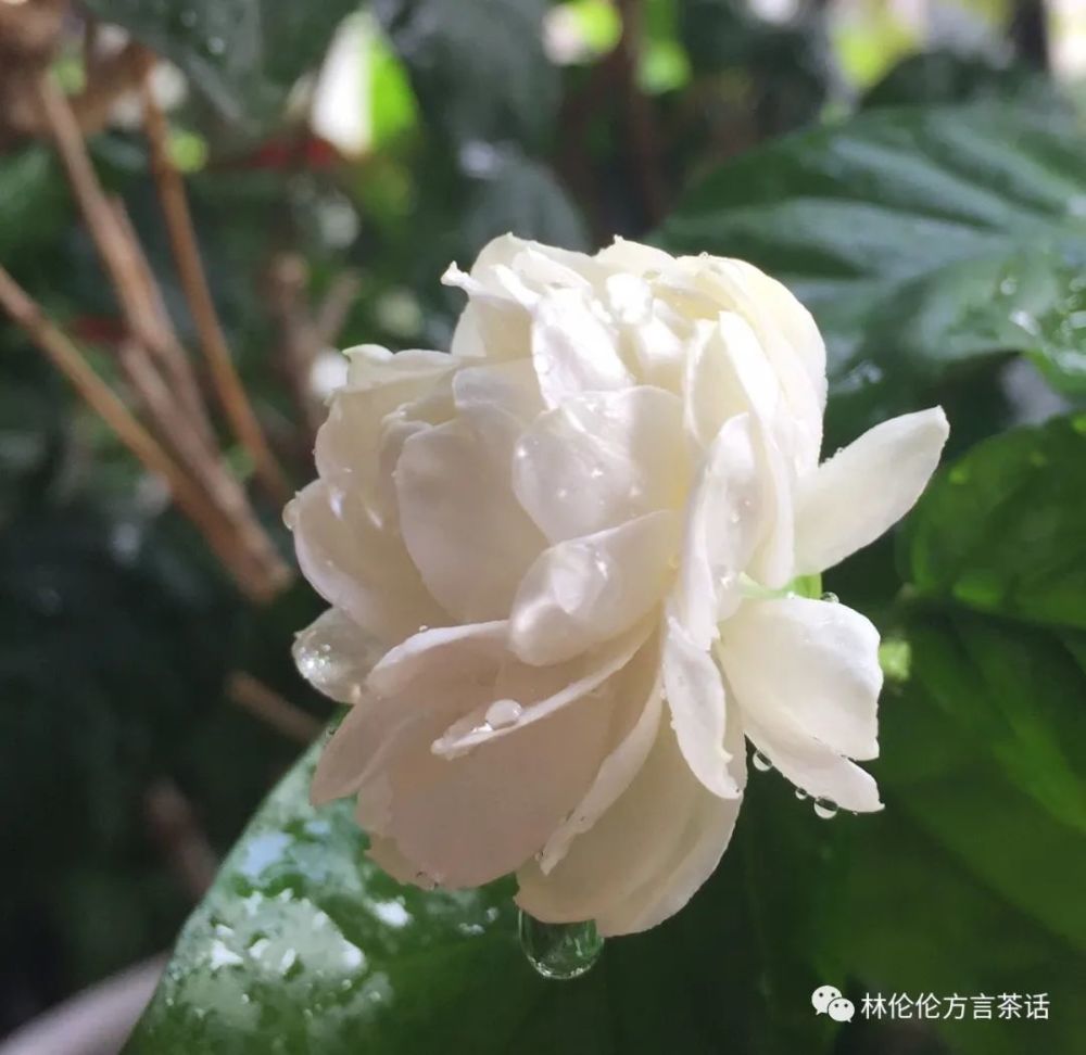 诗经|潮汕人一开口，说的就是《诗经》