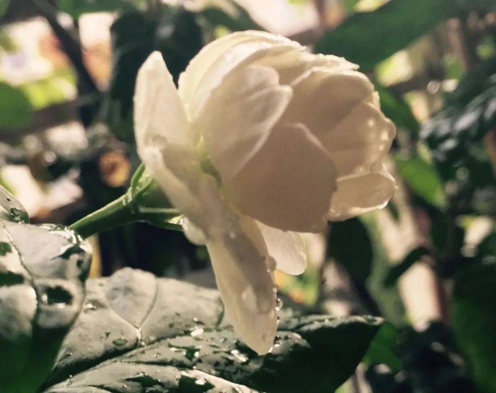 诗经|潮汕人一开口，说的就是《诗经》