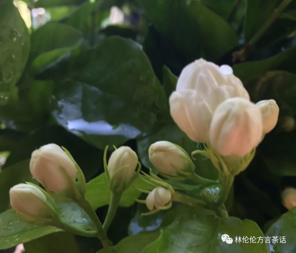 诗经|潮汕人一开口，说的就是《诗经》