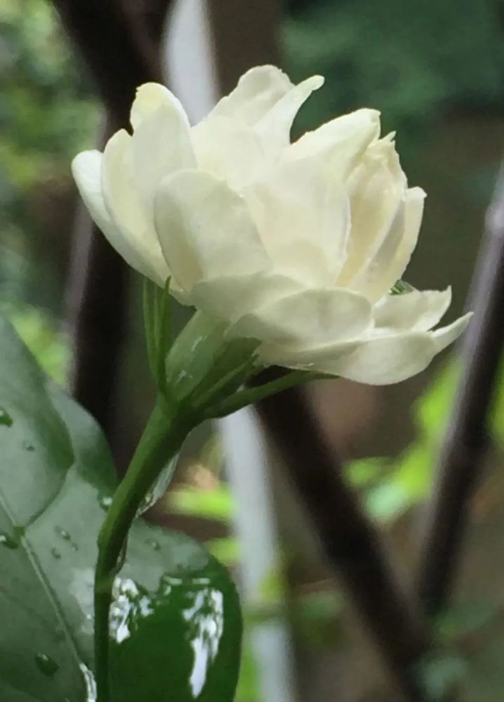 诗经|潮汕人一开口，说的就是《诗经》