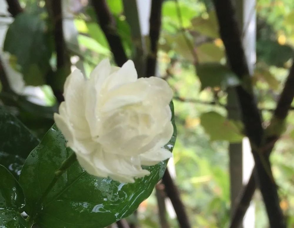 诗经|潮汕人一开口，说的就是《诗经》