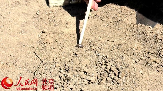 圆明园|圆明园古莲再育新生 跨越百年“儿孙满塘”