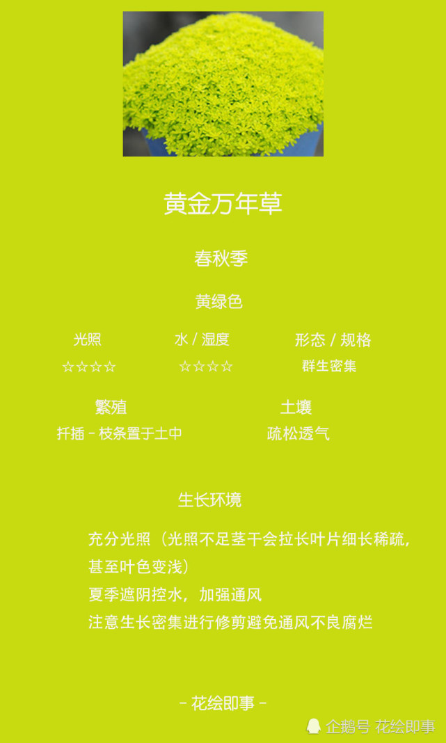 多肉植物适合拼盘点缀的 黄金万年草 黄金万年草 多肉 万年草