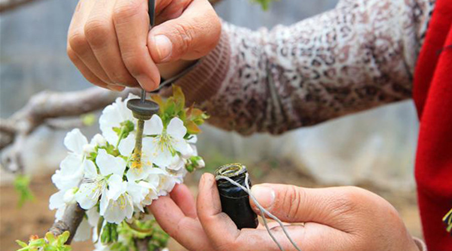 大棚樱桃授粉的新宠