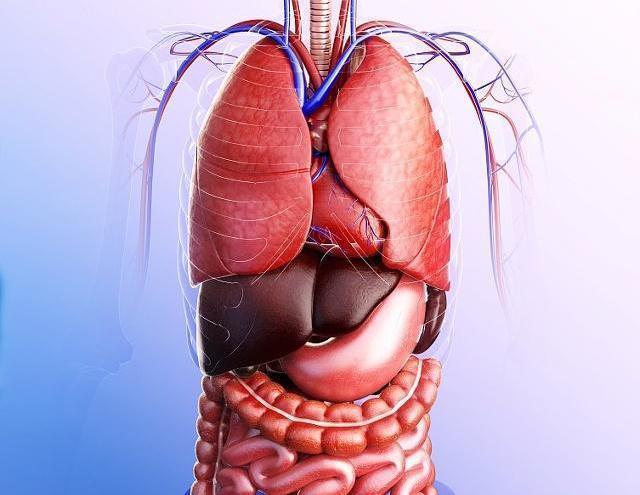 人体肝部位置图图片