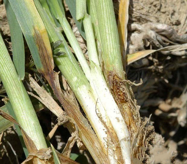 麦秆蝇的危害与防治