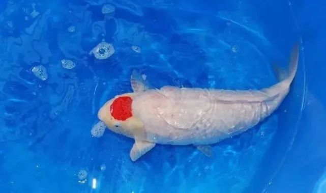 你为何喜欢丹顶 锦鲤 红斑