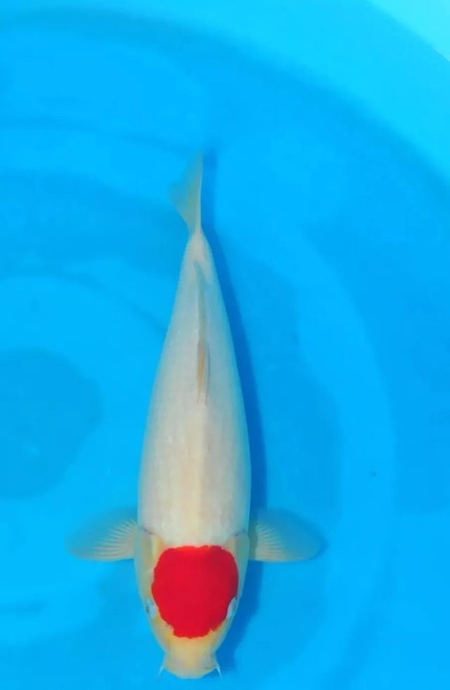 你为何喜欢丹顶 锦鲤 红斑