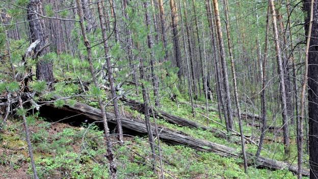 列昂尼德·库利克|10公里高空爆炸，2000平方公里森林瞬间被毁，始作俑者是谁？