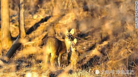 雪松|这颗2亿年前的树，未来岌岌可危