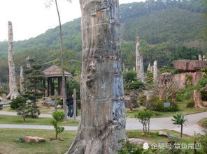 雪松|这颗2亿年前的树，未来岌岌可危