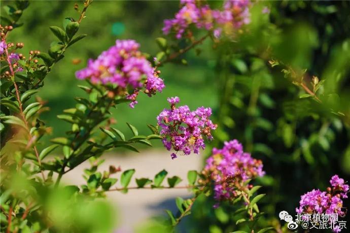 北京植物园|在北京植物园遇见夏花