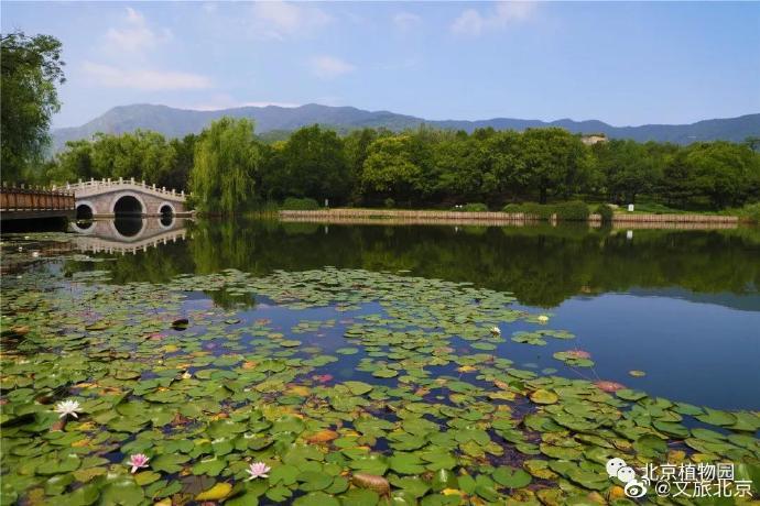 北京植物园|在北京植物园遇见夏花