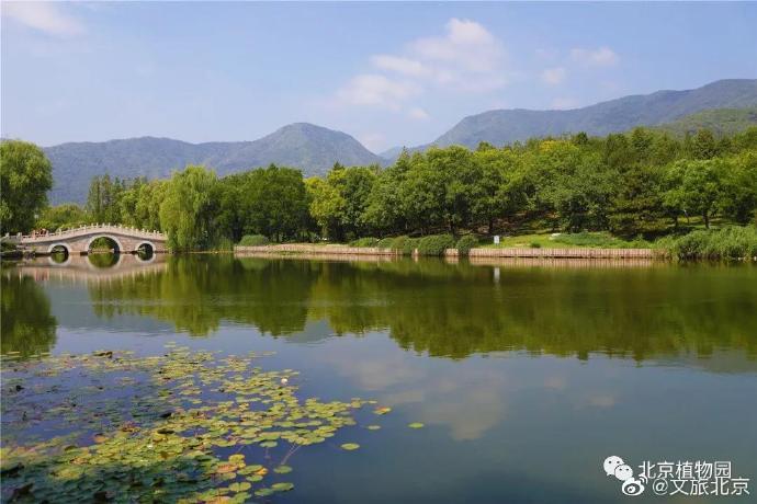 北京植物园|在北京植物园遇见夏花