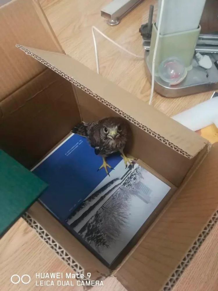 年幼雀鹰学飞遇险辽源热心人合力搭救