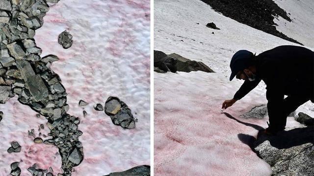 冰川|为什么继南极之后阿尔卑斯山也出现了神秘的粉红色的雪