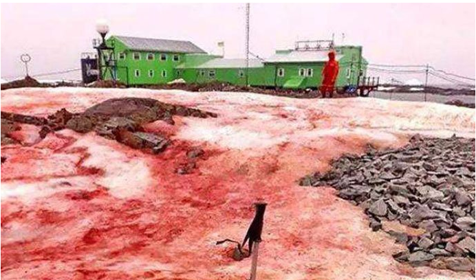 冰川|为什么继南极之后阿尔卑斯山也出现了神秘的粉红色的雪