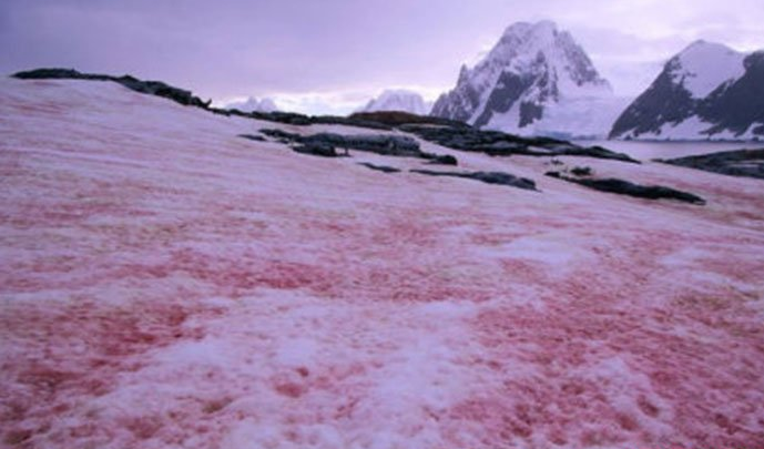 冰川|为什么继南极之后阿尔卑斯山也出现了神秘的粉红色的雪