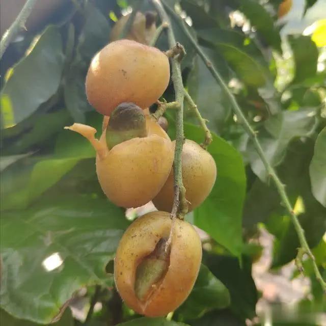 病虫害的同时,还要预防天气的变化,气候高温多雨,黄皮果果实就会开裂