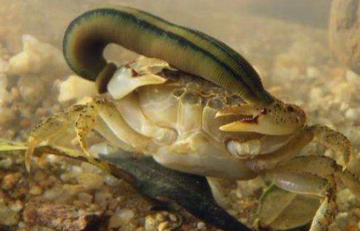 螃蟹主动挑衅水蛭,结果反被水蛭吸干,瞬间秒杀!