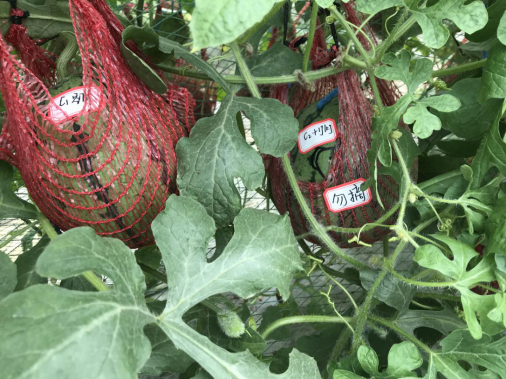 甜蜜素|西瓜太甜是因为注射了“甜蜜素”？看完实验后，傻眼了……