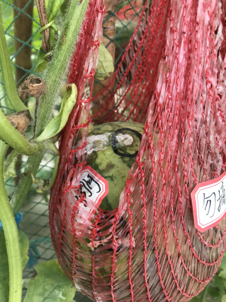 甜蜜素|西瓜太甜是因为注射了“甜蜜素”？看完实验后，傻眼了……