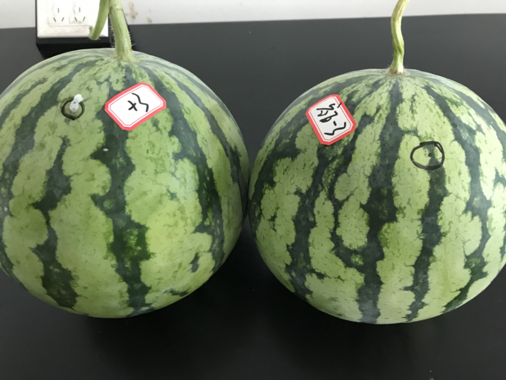 甜蜜素|西瓜太甜是因为注射了“甜蜜素”？看完实验后，傻眼了……