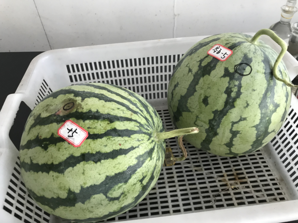 甜蜜素|西瓜太甜是因为注射了“甜蜜素”？看完实验后，傻眼了……