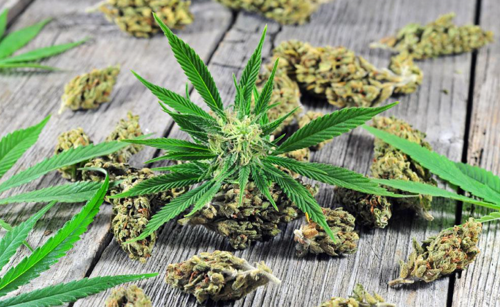 工业大麻在日本 Cbd拥有合法成熟的消费市场 腾讯新闻