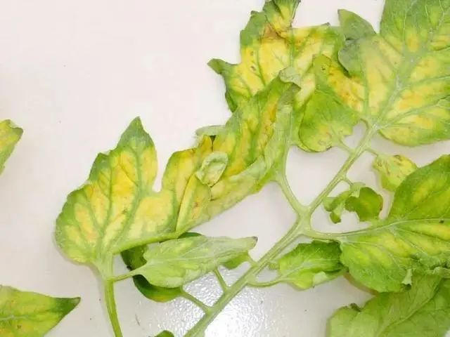 蔬菜|高温强光又多雨，蔬菜如何跨过重重“障碍”？