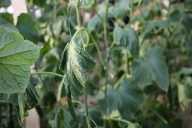 蔬菜|高温强光又多雨，蔬菜如何跨过重重“障碍”？