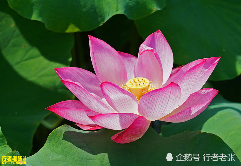 古诗|最美的荷花在古诗中！看荷花时间很重要，选对了才能看到荷花真容