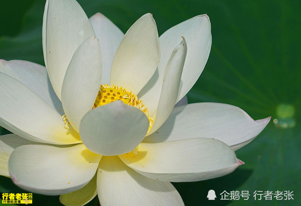 古诗|最美的荷花在古诗中！看荷花时间很重要，选对了才能看到荷花真容