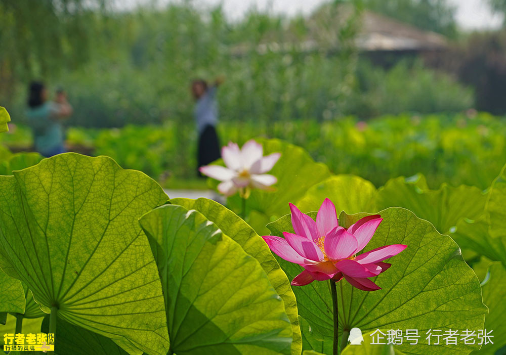 古诗|最美的荷花在古诗中！看荷花时间很重要，选对了才能看到荷花真容