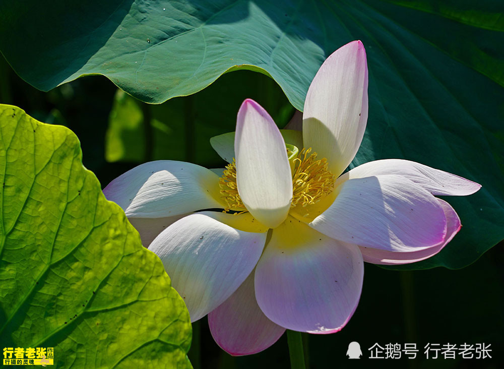古诗|最美的荷花在古诗中！看荷花时间很重要，选对了才能看到荷花真容