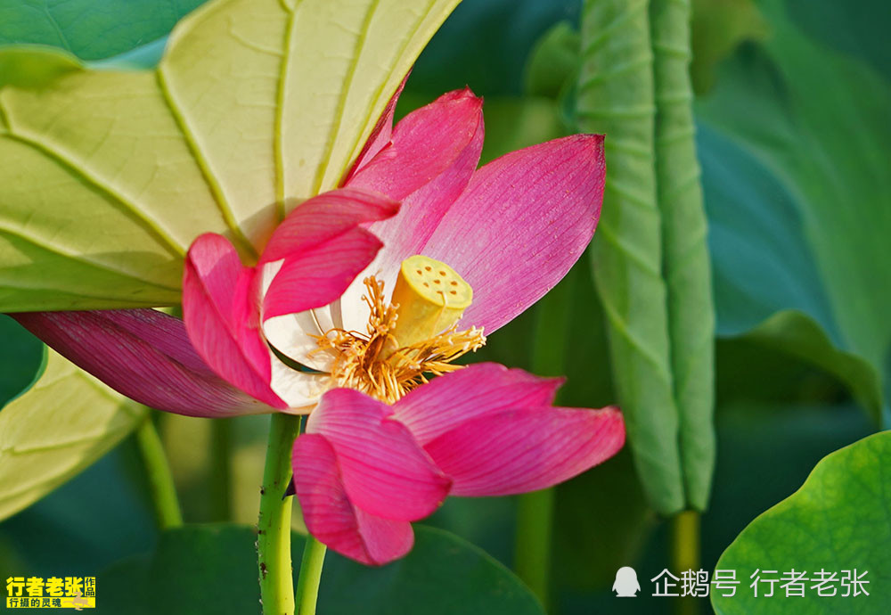 古诗|最美的荷花在古诗中！看荷花时间很重要，选对了才能看到荷花真容