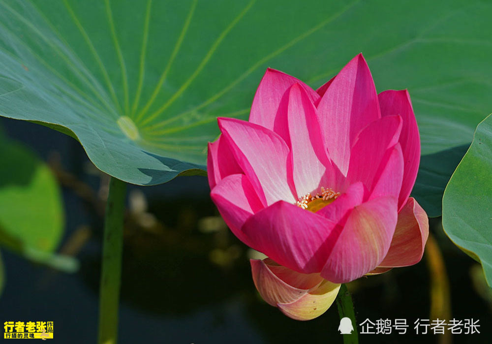古诗|最美的荷花在古诗中！看荷花时间很重要，选对了才能看到荷花真容