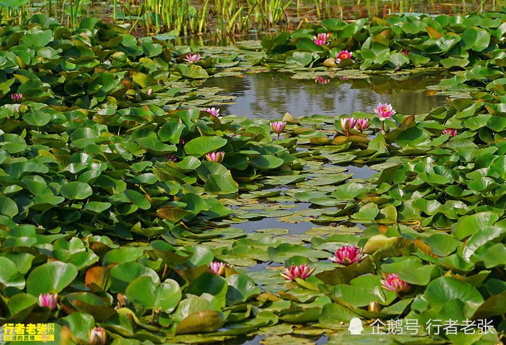 古诗|最美的荷花在古诗中！看荷花时间很重要，选对了才能看到荷花真容