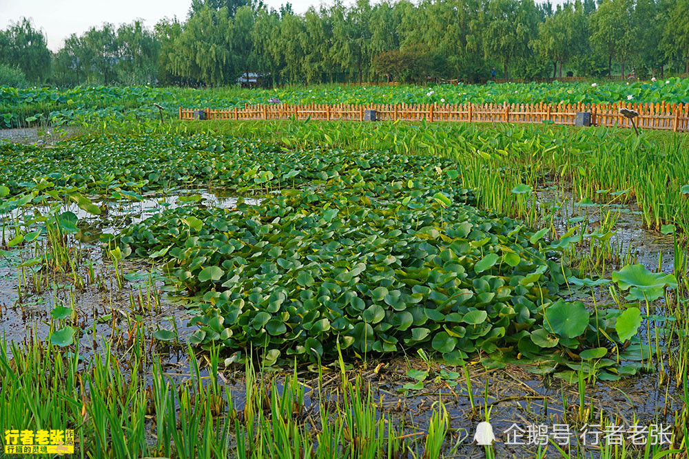 古诗|最美的荷花在古诗中！看荷花时间很重要，选对了才能看到荷花真容