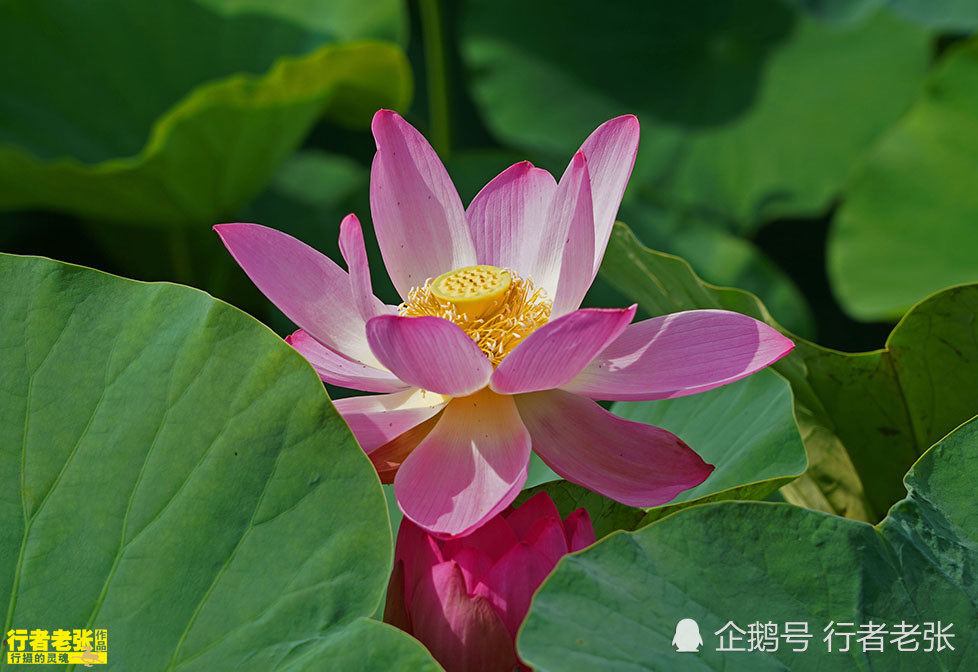 古诗|最美的荷花在古诗中！看荷花时间很重要，选对了才能看到荷花真容