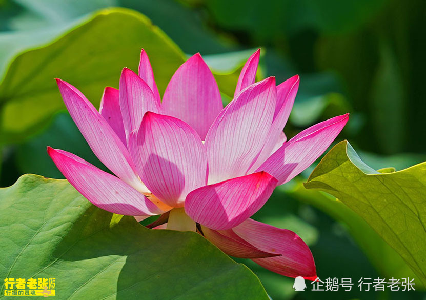 古诗|最美的荷花在古诗中！看荷花时间很重要，选对了才能看到荷花真容