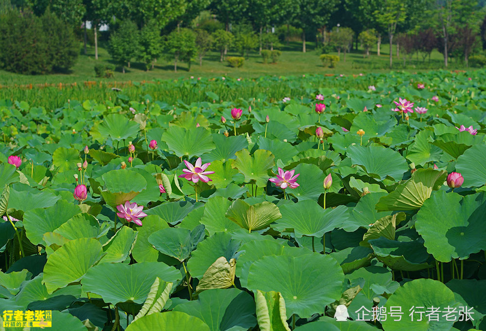 古诗|最美的荷花在古诗中！看荷花时间很重要，选对了才能看到荷花真容