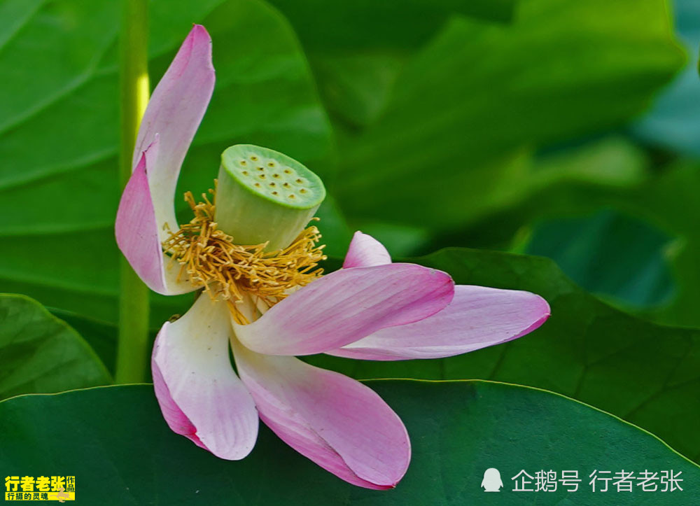 古诗|最美的荷花在古诗中！看荷花时间很重要，选对了才能看到荷花真容
