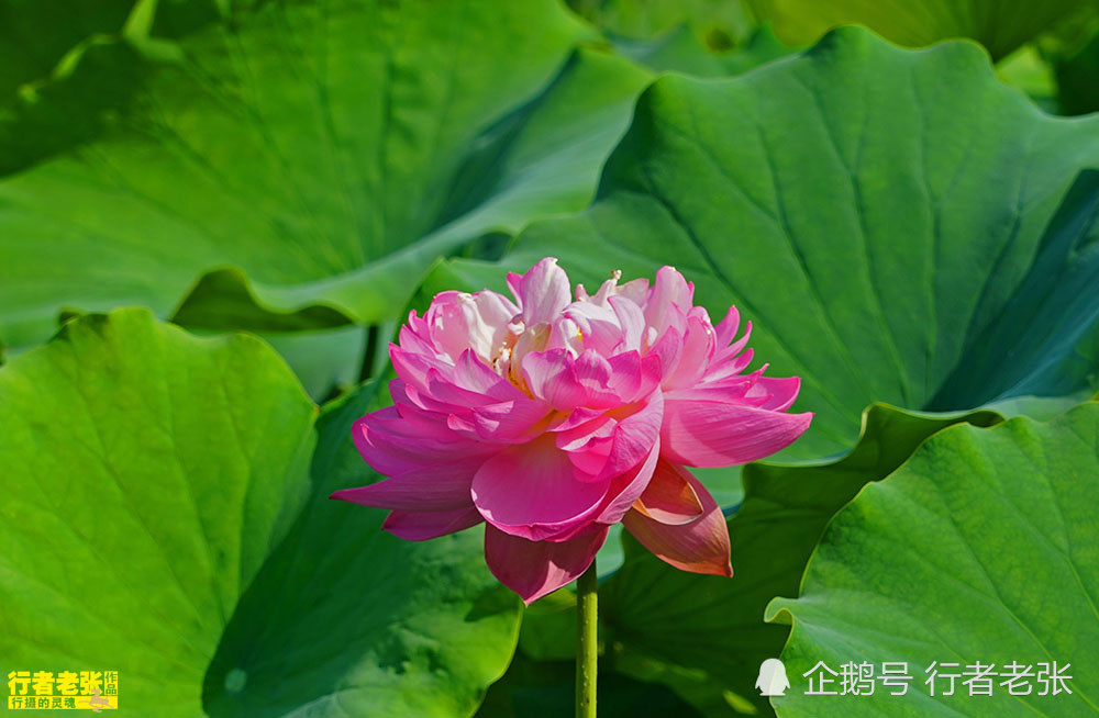古诗|最美的荷花在古诗中！看荷花时间很重要，选对了才能看到荷花真容
