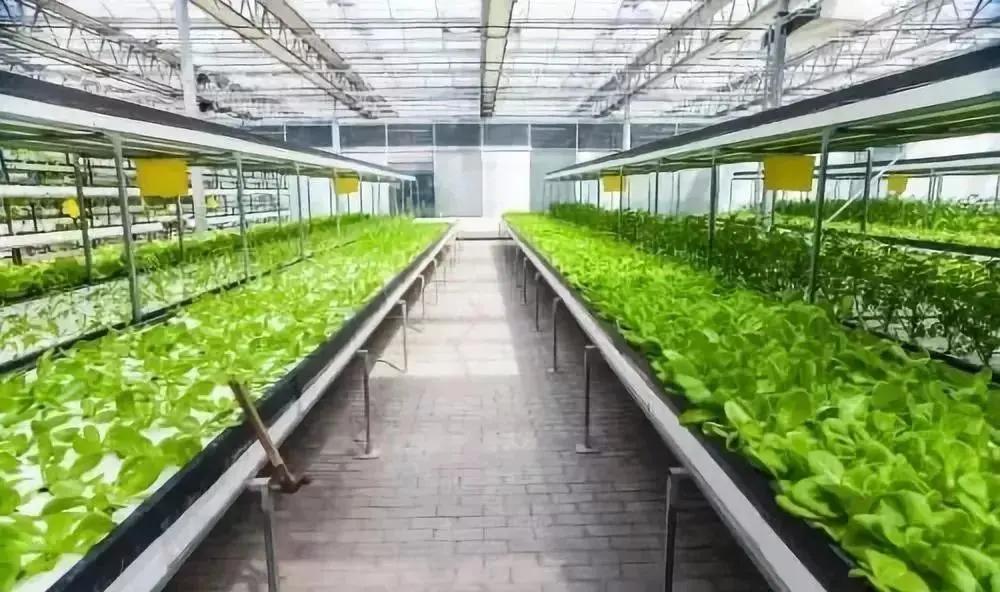 温室|温室大棚正朝着智能化发展，不了解一下小心被淘汰